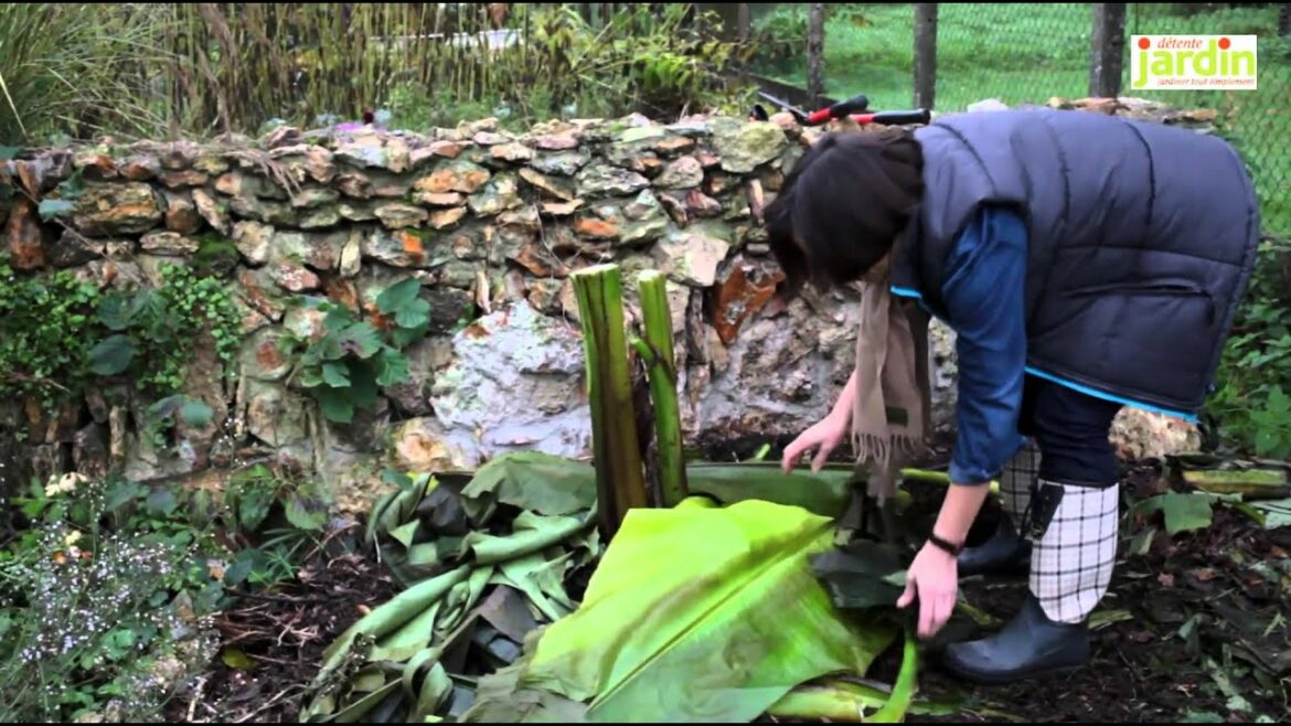 Quelle est la durée de vie d'un bananier ?