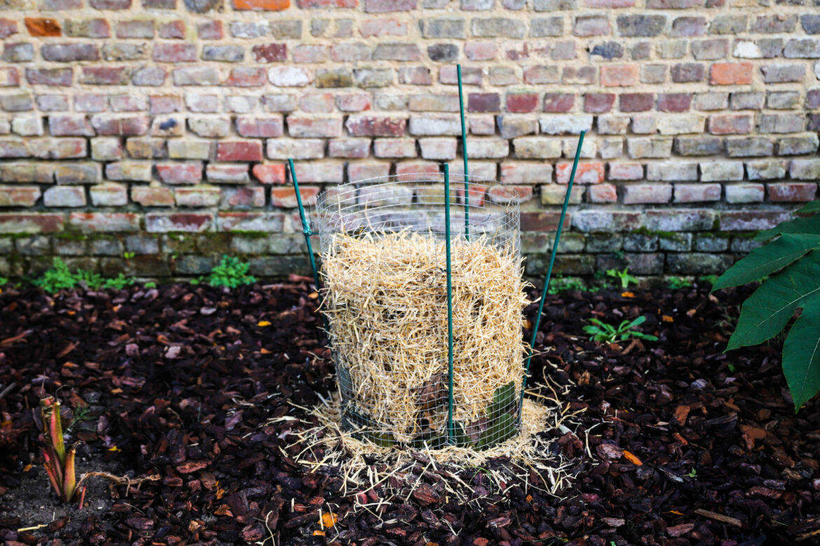 Quelle est la durée de vie d'un bananier ?