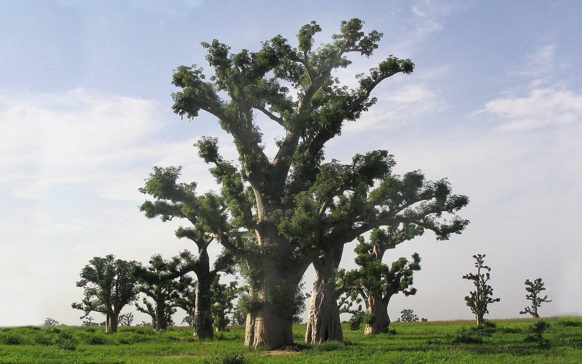Quelle est la durée de vie d'un baobab ?