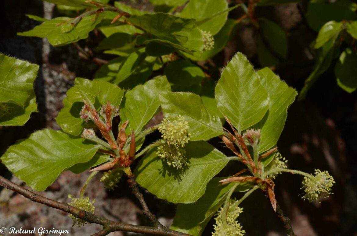 Quelle est la durée de vie d'un chêne ?