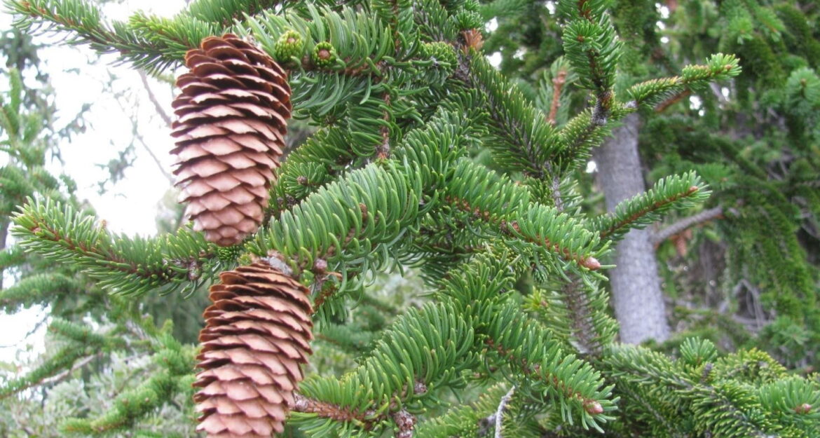 Quelle est la durée de vie d'un épicéa ?