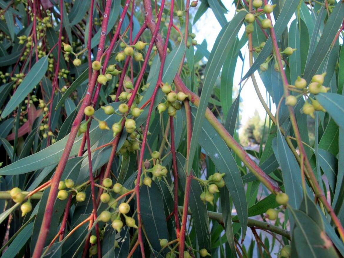 Quelle est la durée de vie d'un eucalyptus ?