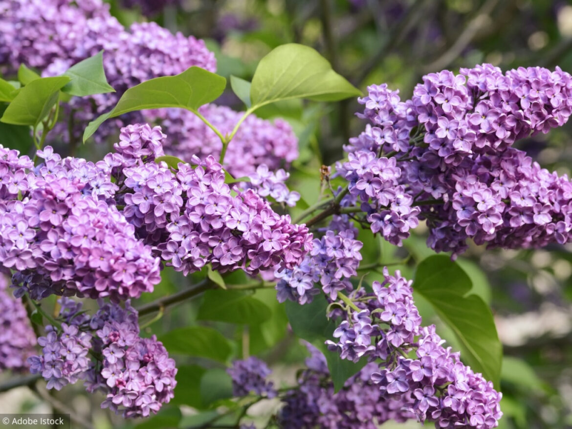 Quelle est la durée de vie d'un lilas ?