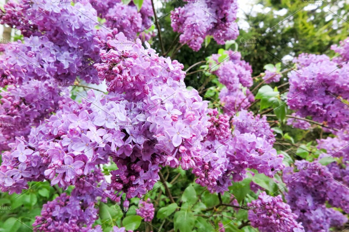 Quelle est la durée de vie d'un lilas ?