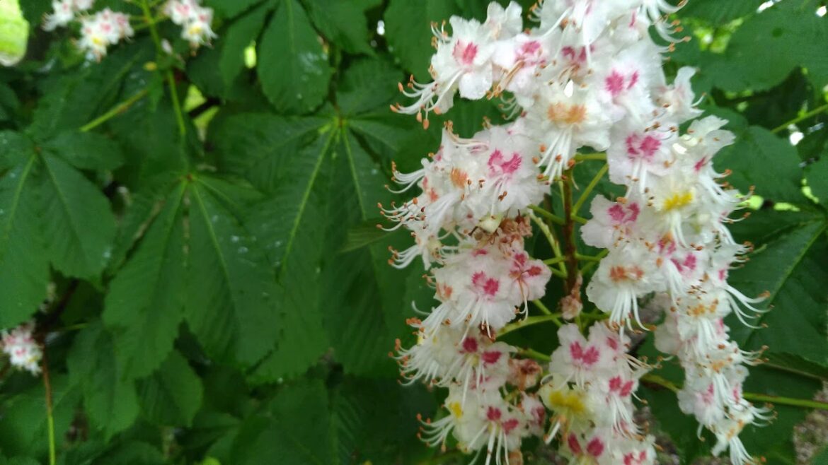 Quelle est la durée de vie d'un marronnier ?