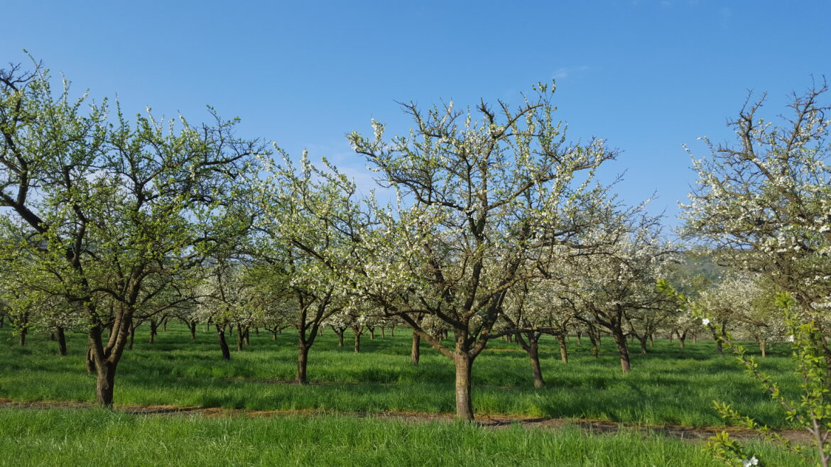 Quelle est la durée de vie d'un mirabellier ?