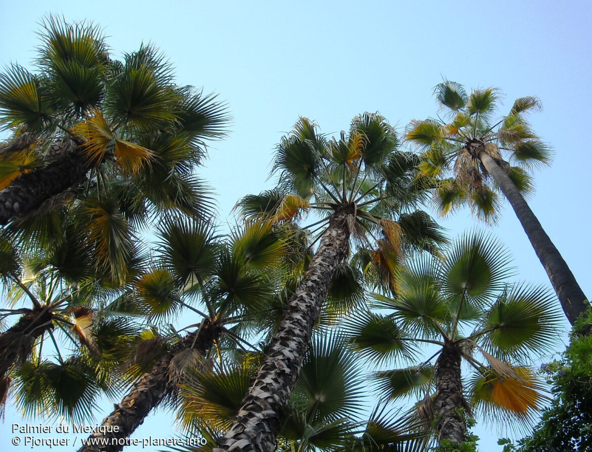 Quelle est la durée de vie d'un palmier ?