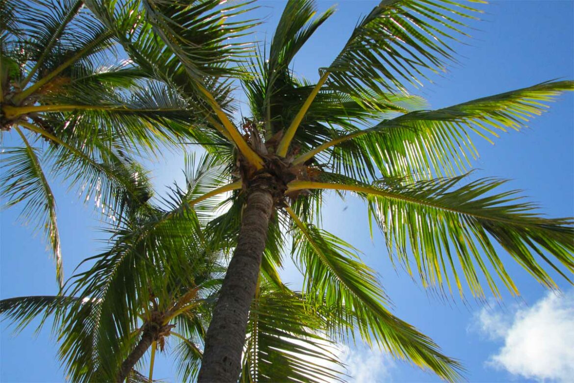 Quelle est la durée de vie d'un palmier ?