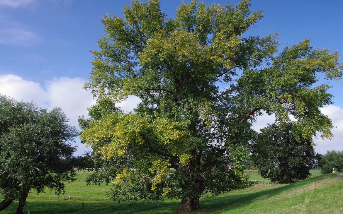 Quelle est la durée de vie d'un peuplier ?