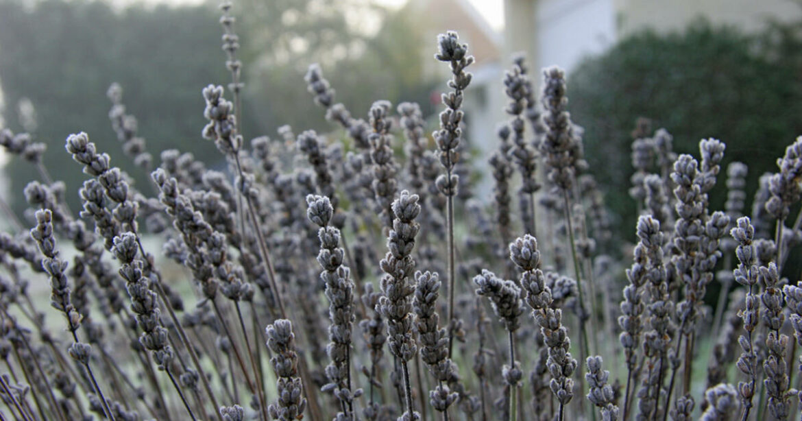 Quelle est la durée de vie d'un pied de lavande ?