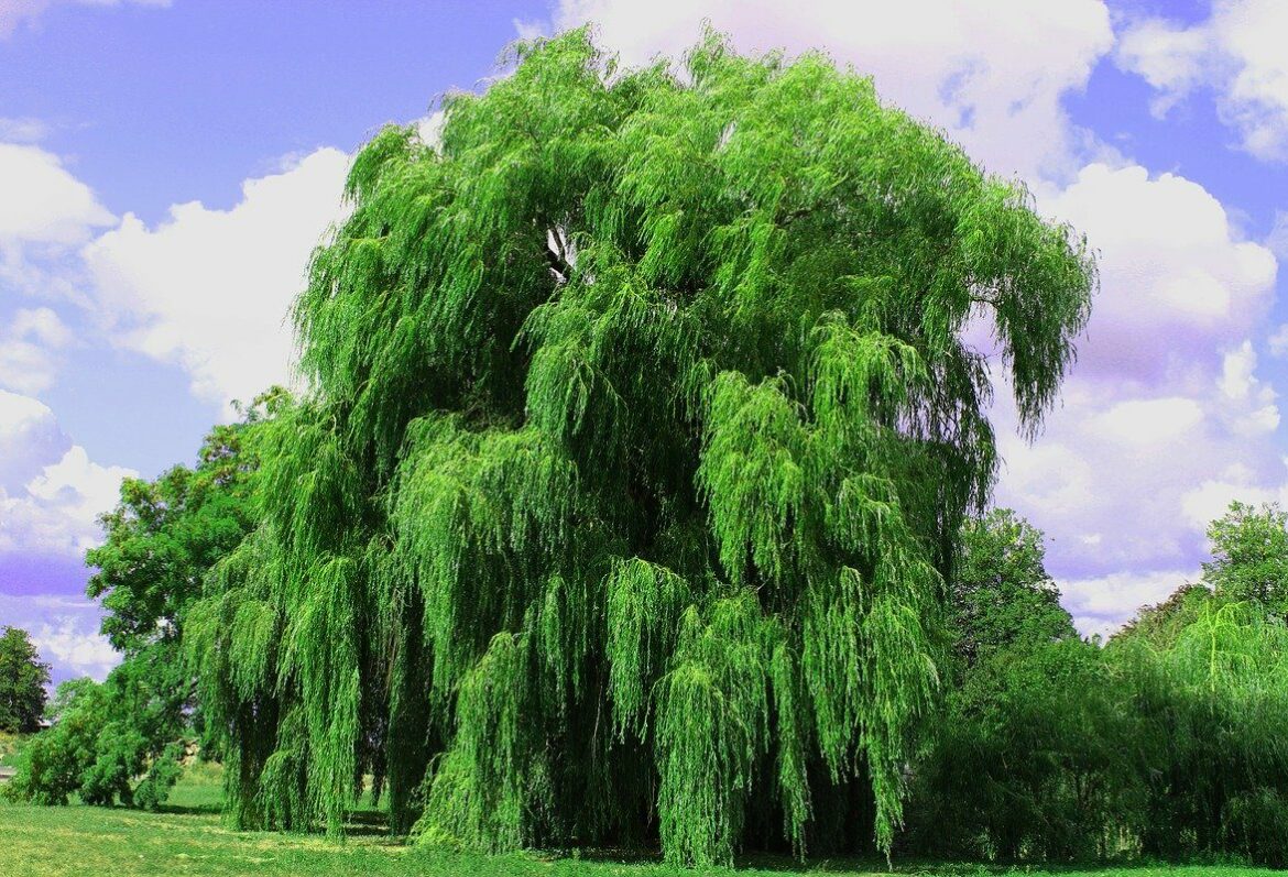 Quelle est la durée de vie d'un saule pleureur ?
