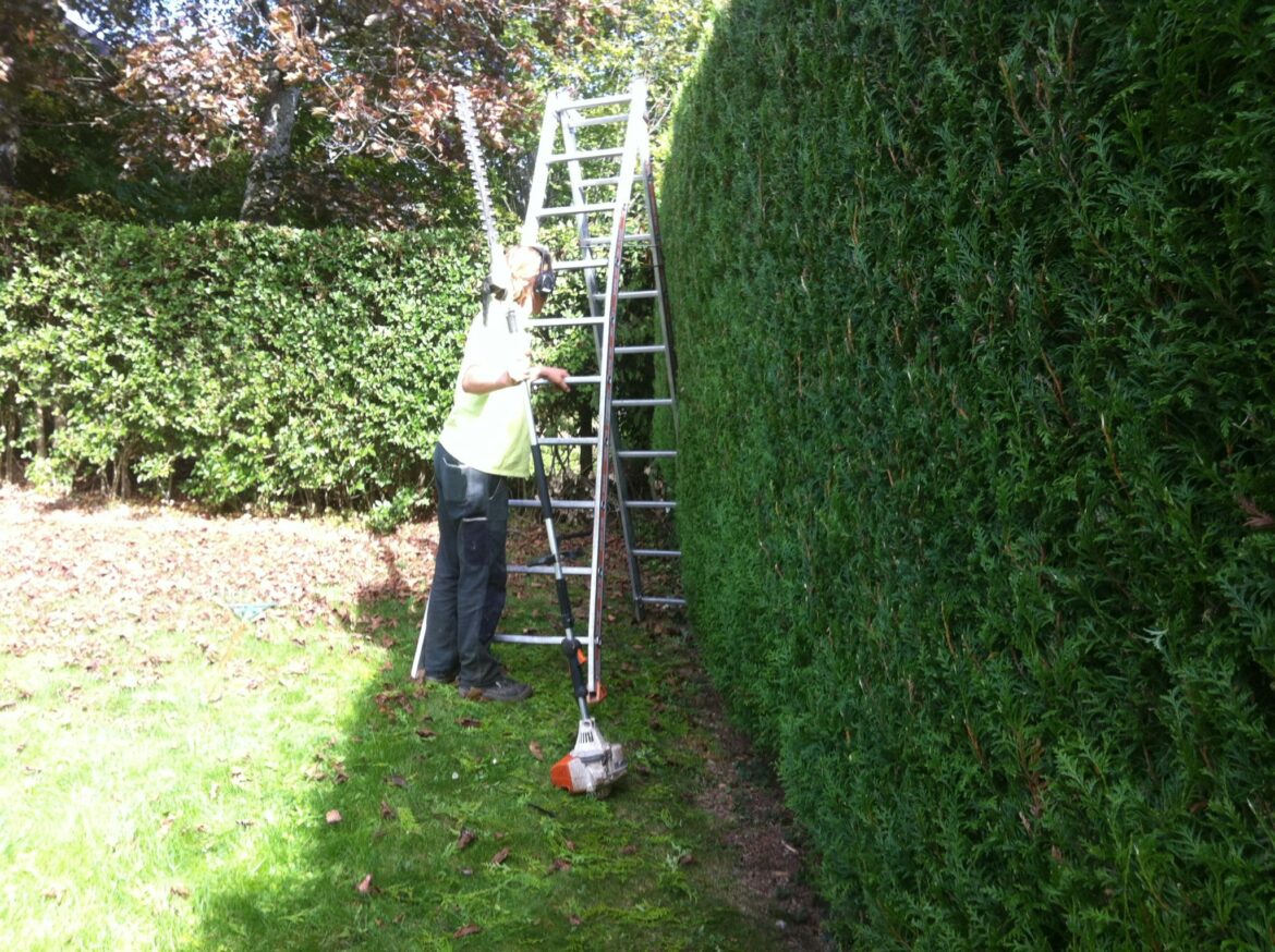 Quelle est la durée de vie d'un thuya ?