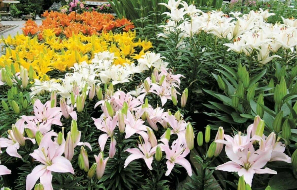 Quelle est la fleur de la pureté ?