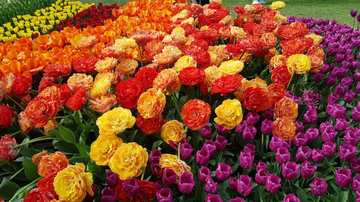 Quelle est la fleur du courage ?