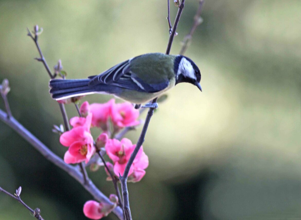 Quelle est la fleur préférée du colibri ?