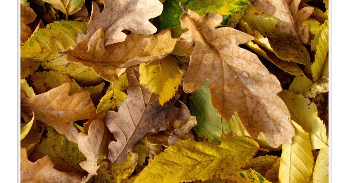 Quelle est la fonction des feuilles mortes ?