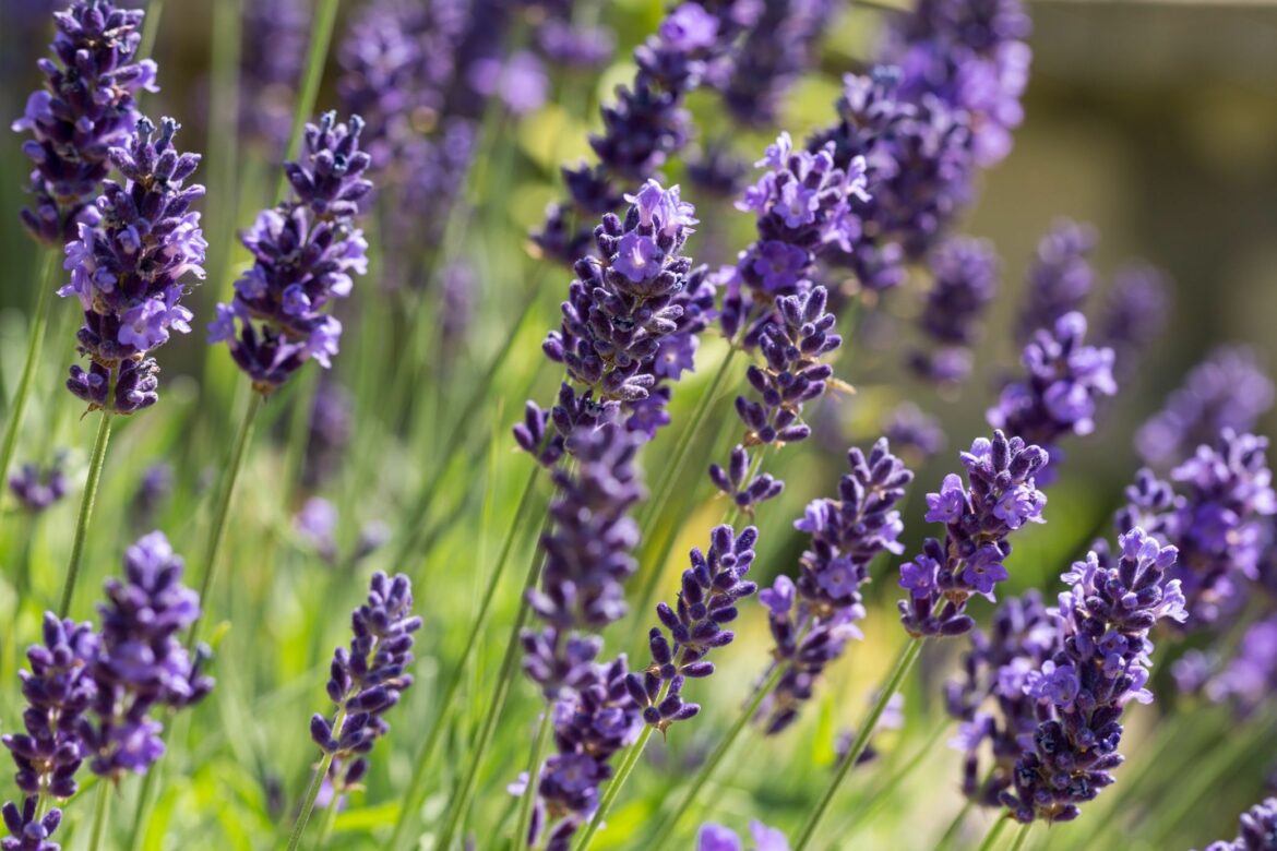 Quelle est la lavande qui sent le plus ?