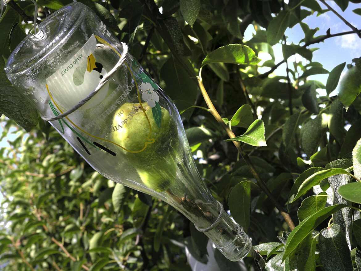Quelle est la meilleure eau-de-vie de poire ?