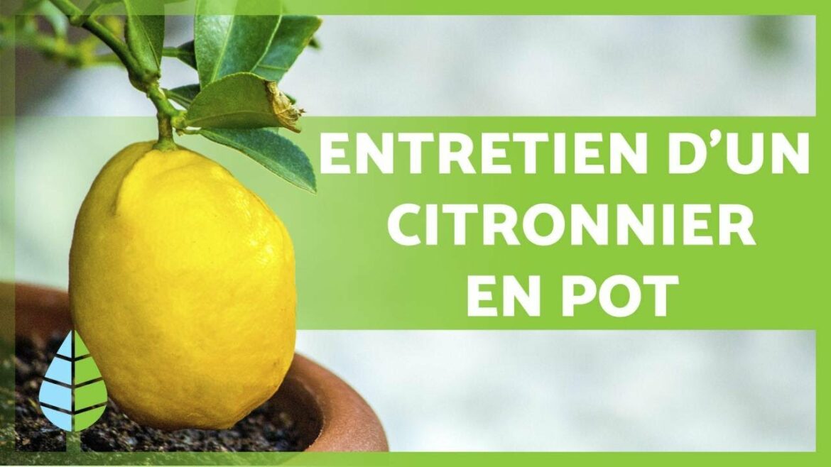 Quelle est la meilleure exposition pour un citronnier ?
