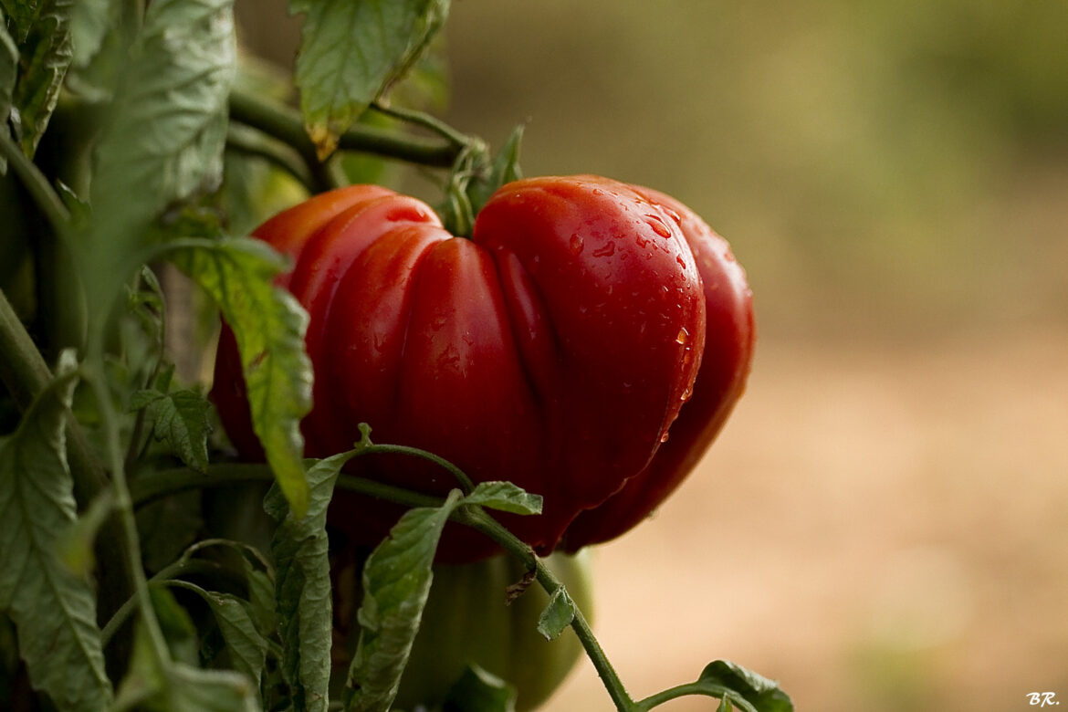 Quelle est la meilleure tomate Cœur-de-bœuf ?