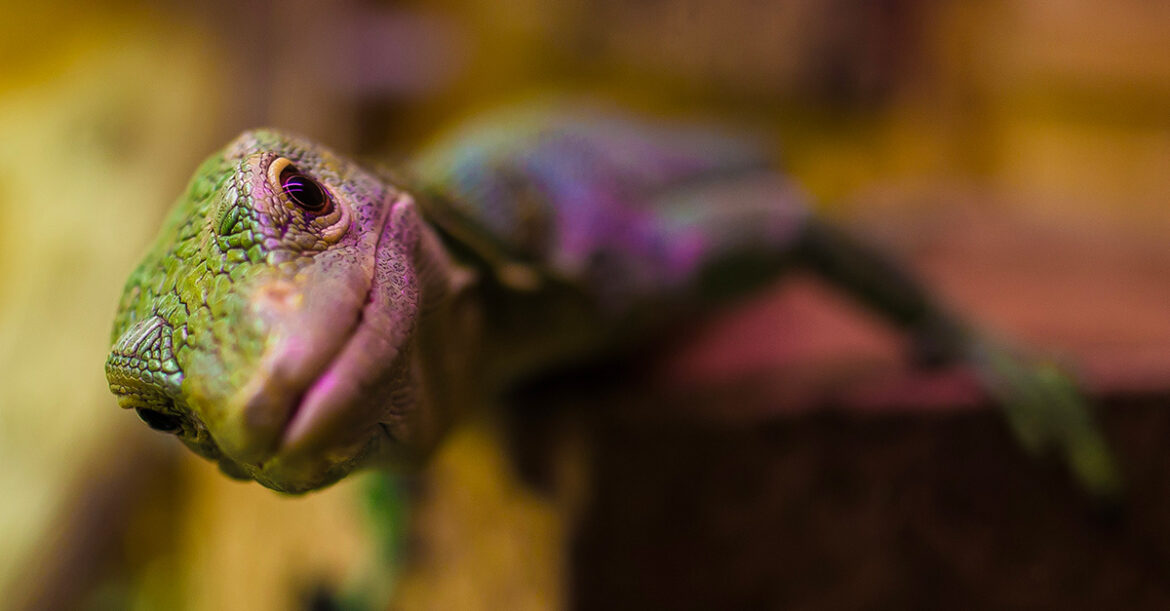 Quelle est la nourriture préférée du lézard ?
