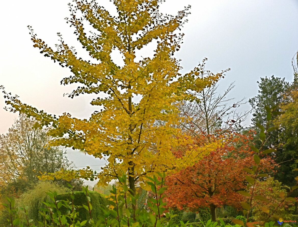 Quelle est la particularité de l'arbre ?