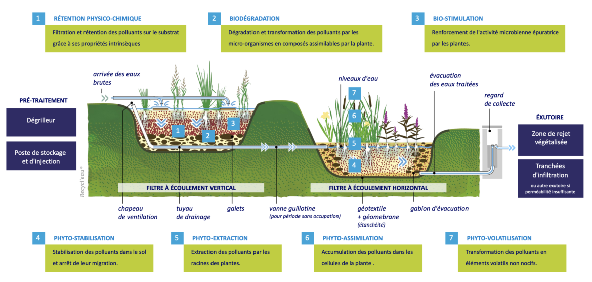 Quelle est la plante la plus Dépolluante ?
