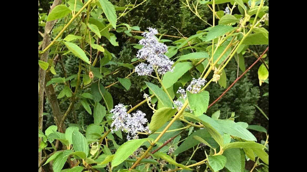 Quelle est la plante la plus mellifère ?