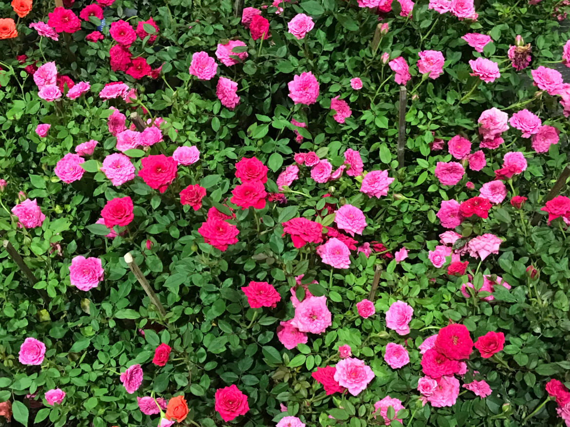Quelle est la plante qui fleurit le plus longtemps ?