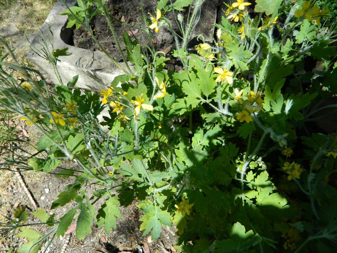 Quelle est la plante qui guérit les verrues ?