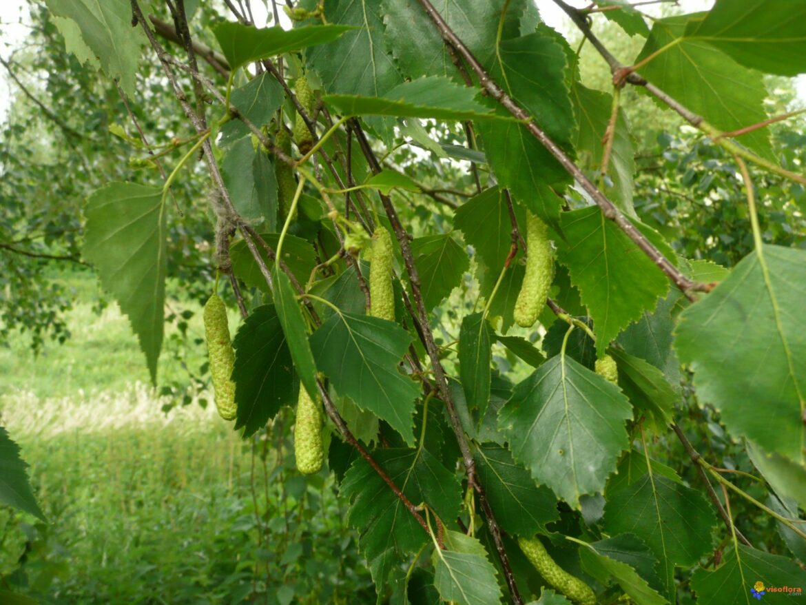 Quelle est la profondeur des racines d'un bouleau ?