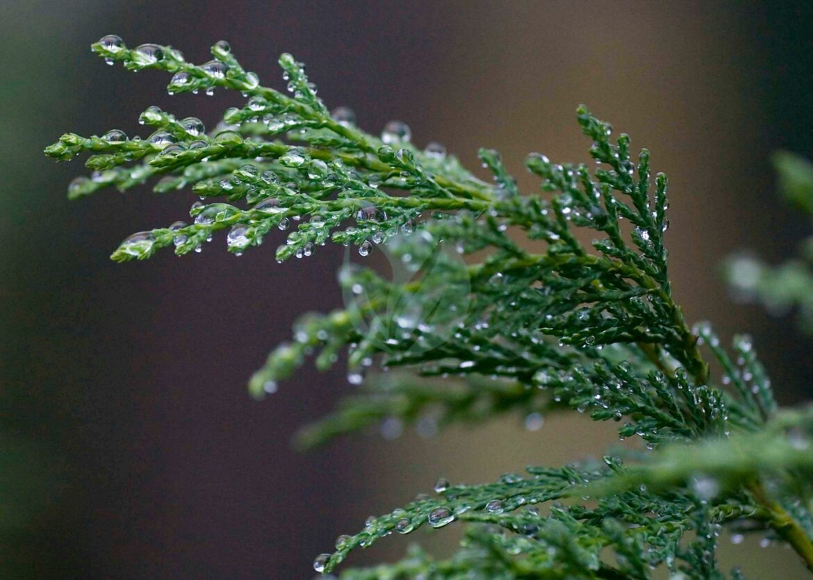 Quelle est la profondeur des racines d'un cyprès ?