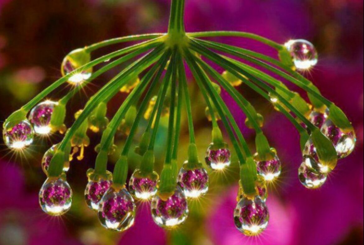 Quelle est la rose la plus rare ?