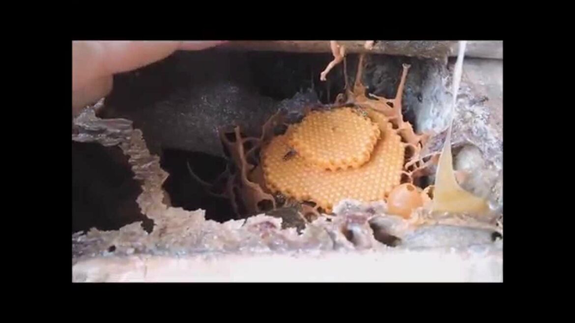 Quelle est l'abeille la plus douce ?