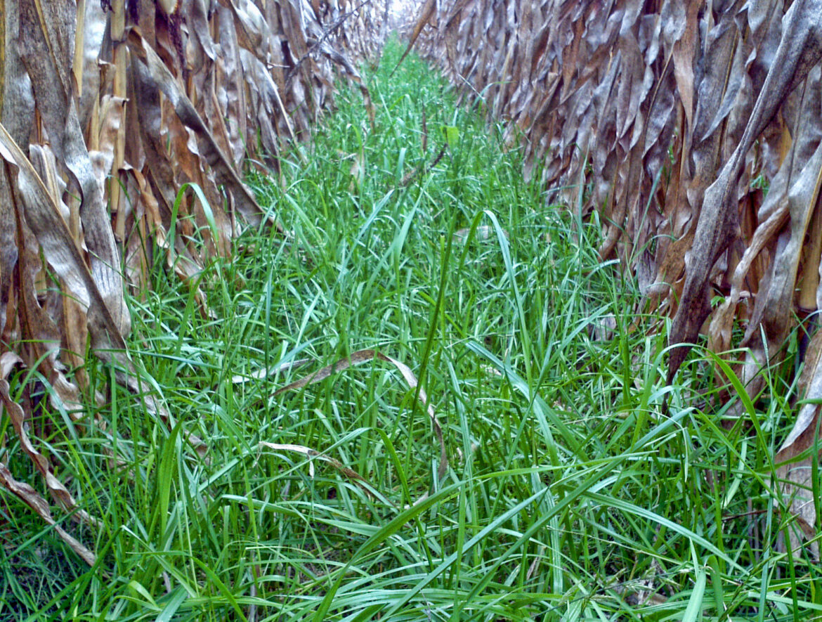 Quelle est le meilleur type de gazon résistant ?