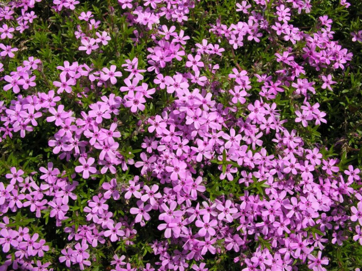 Quelle exposition pour Phlox ?