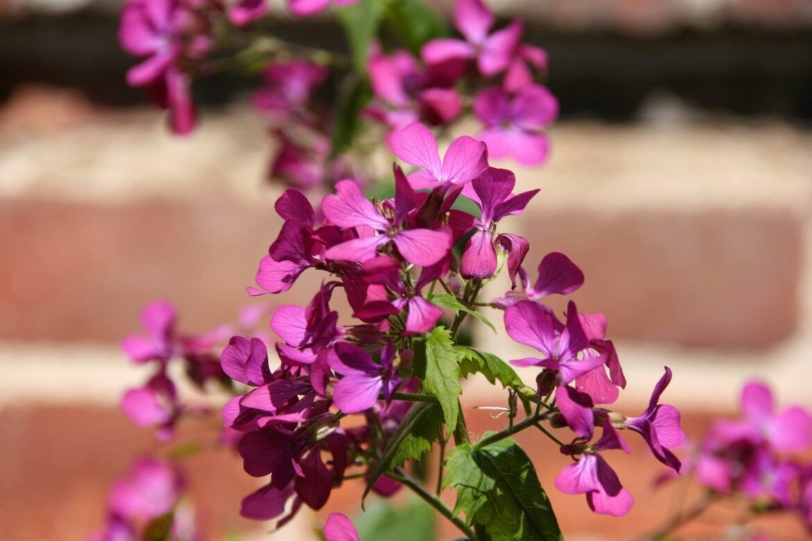 Quelle exposition pour la monnaie du pape ?