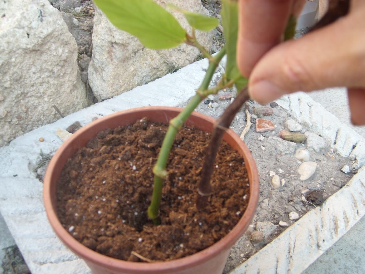Quelle exposition pour les bégonia maculata ?