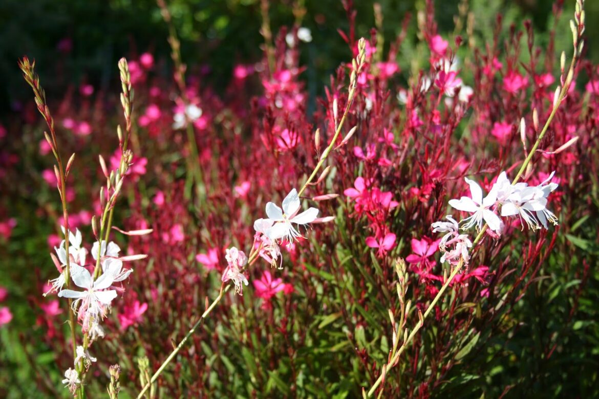 Quelle exposition pour les gauras ?