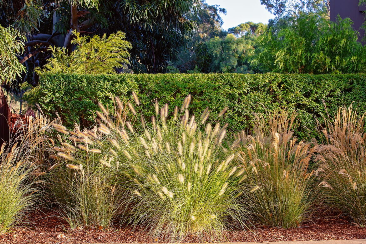 Quelle exposition pour les graminées ?