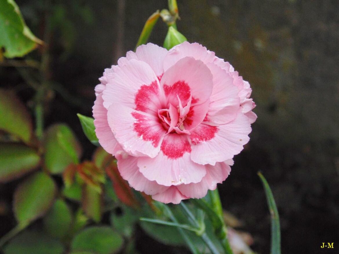 Quelle exposition pour les œillets ?