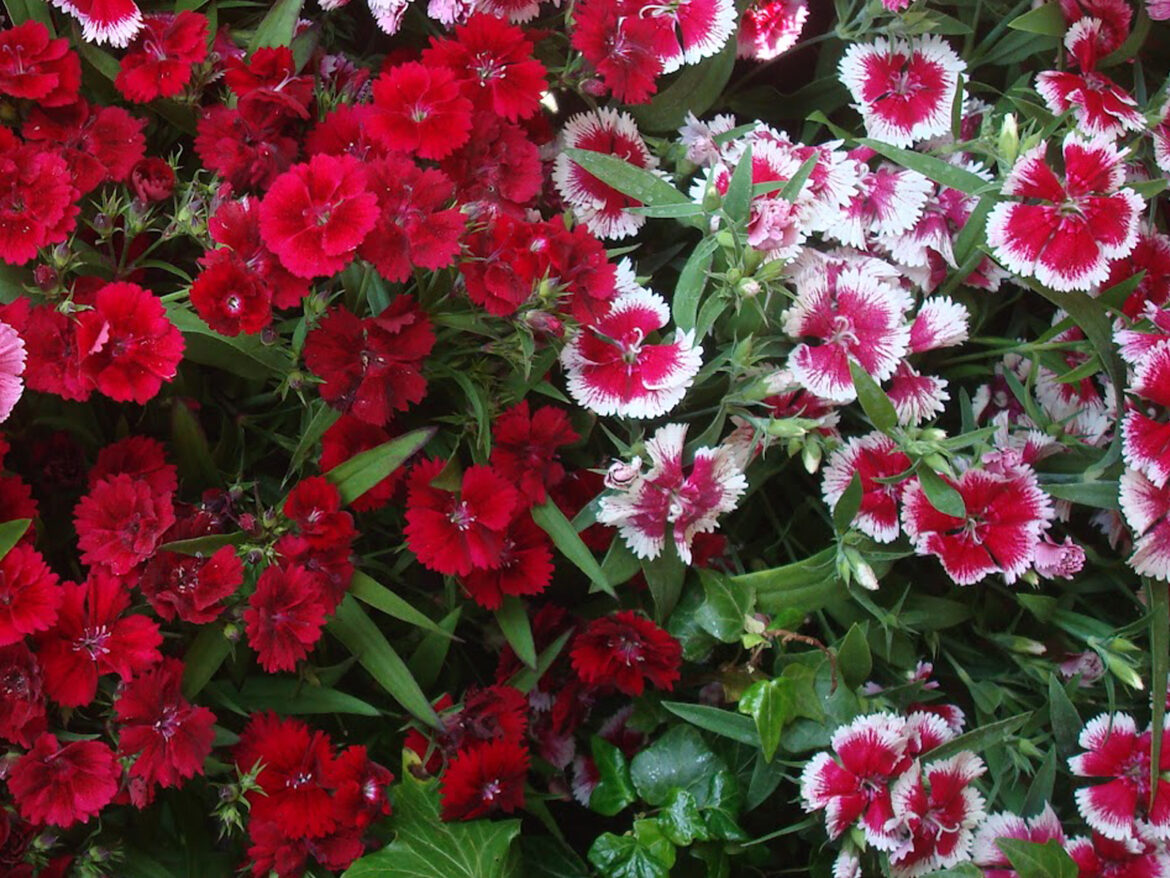 Quelle exposition pour les œillets de Chine ?