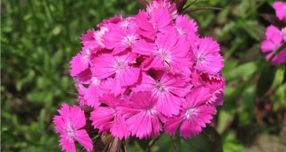 Quelle exposition pour les oeillets de poète ?