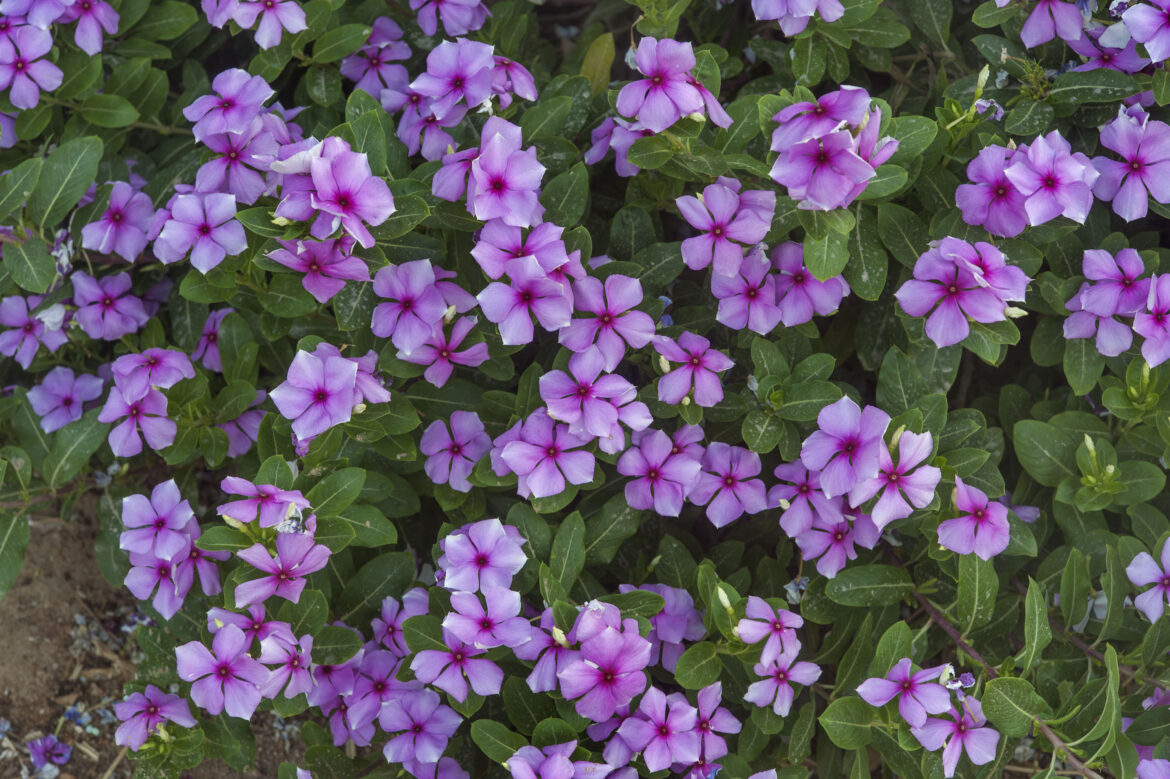 Quelle exposition pour les pervenches ?