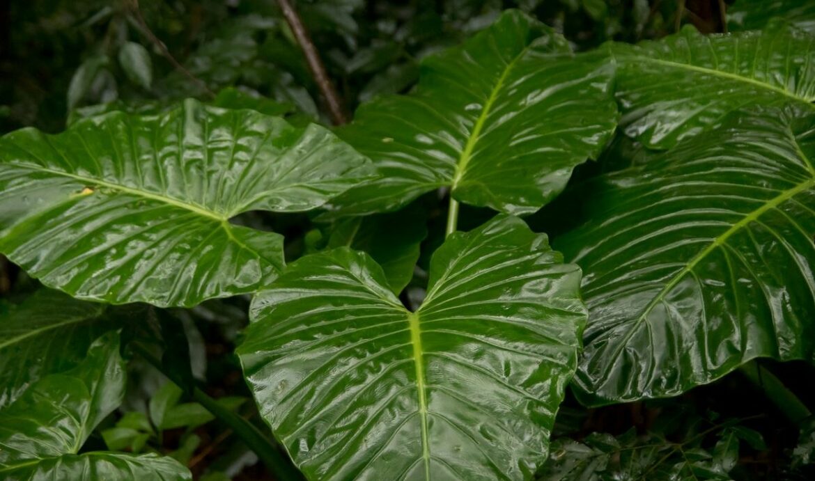 Quelle exposition pour un alocasia ?