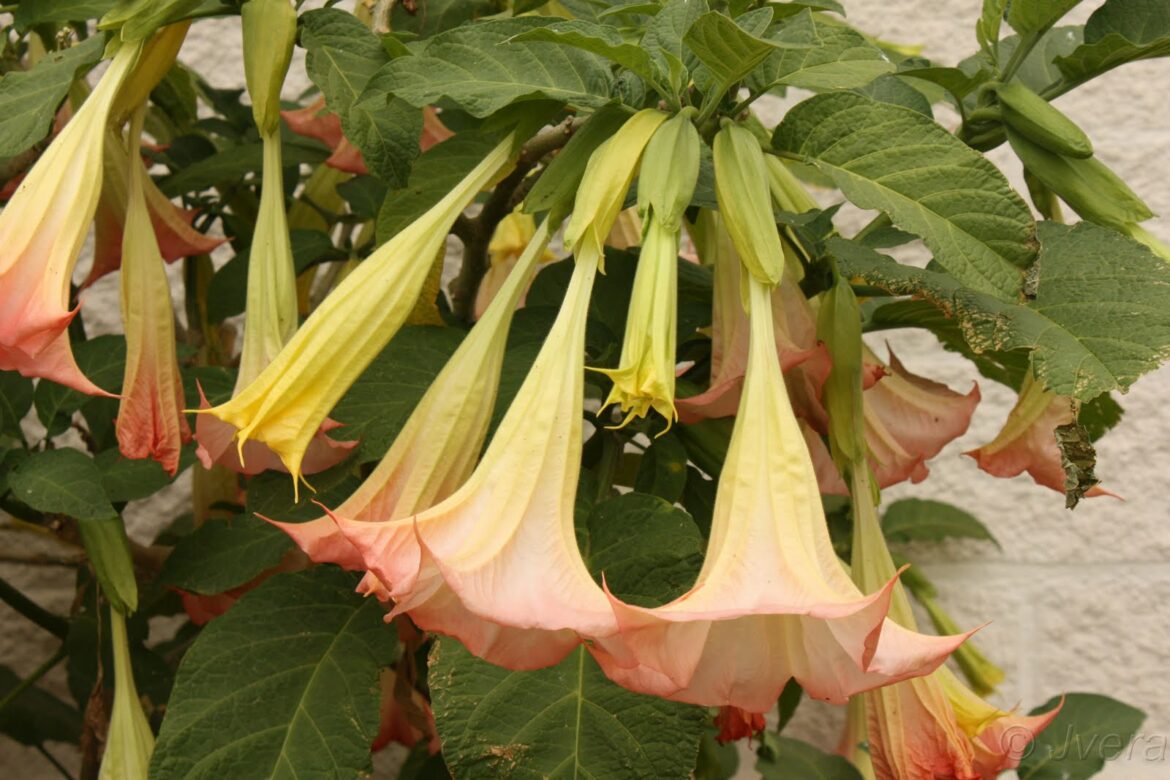 Quelle exposition pour un brugmansia ?