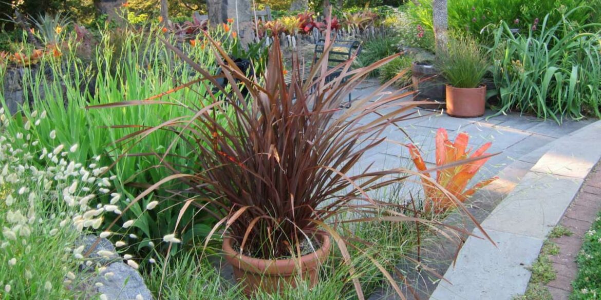 Quelle exposition pour un phormium ?