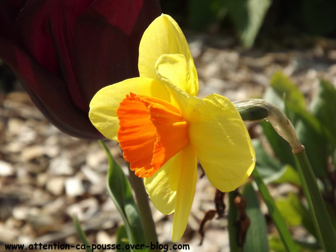 Quelle fleur appartient à la même famille que la jonquille ?