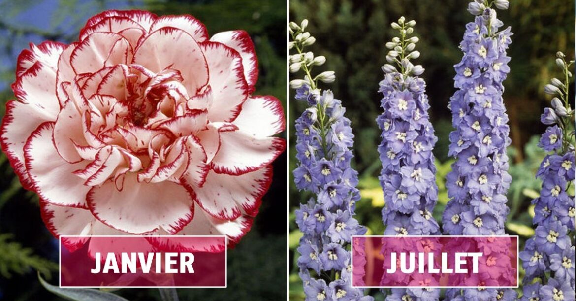 Quelle fleur correspond à mon signe astrologique ?