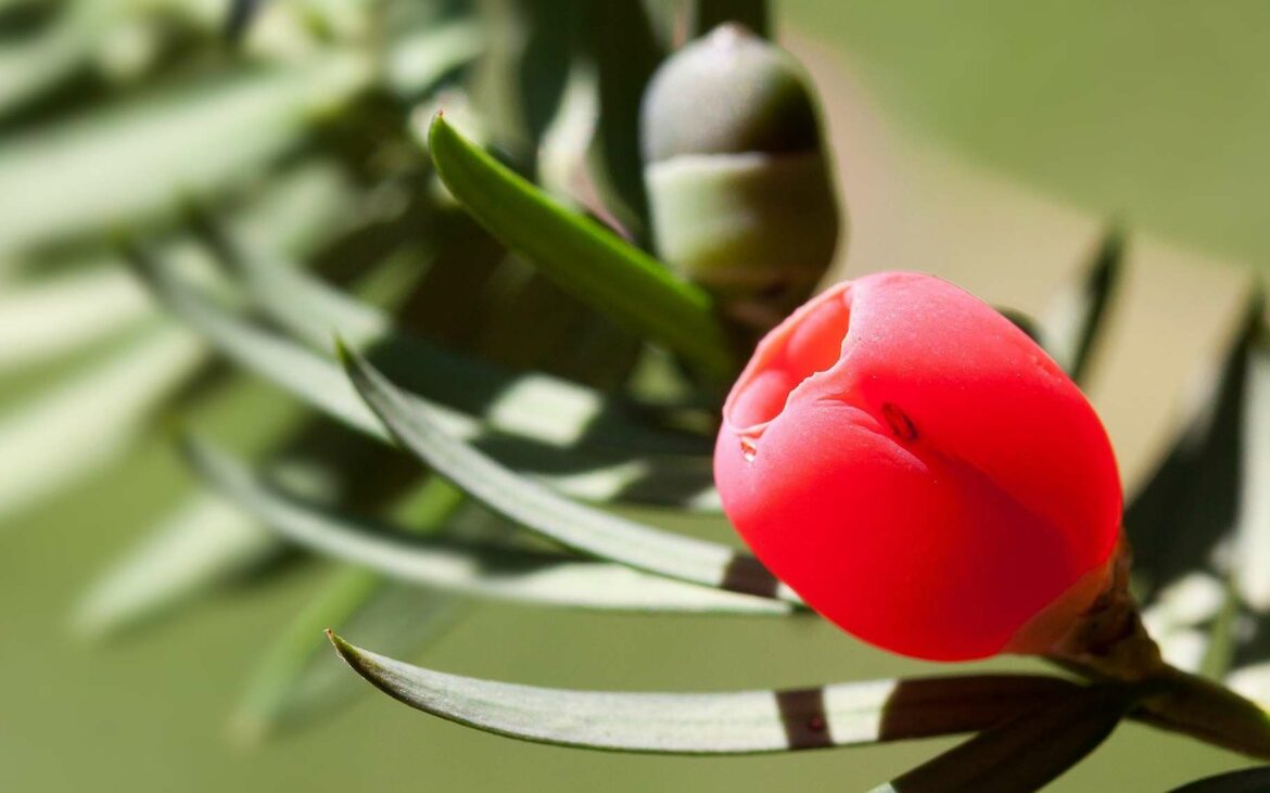Quelle fleur est mortelle ?